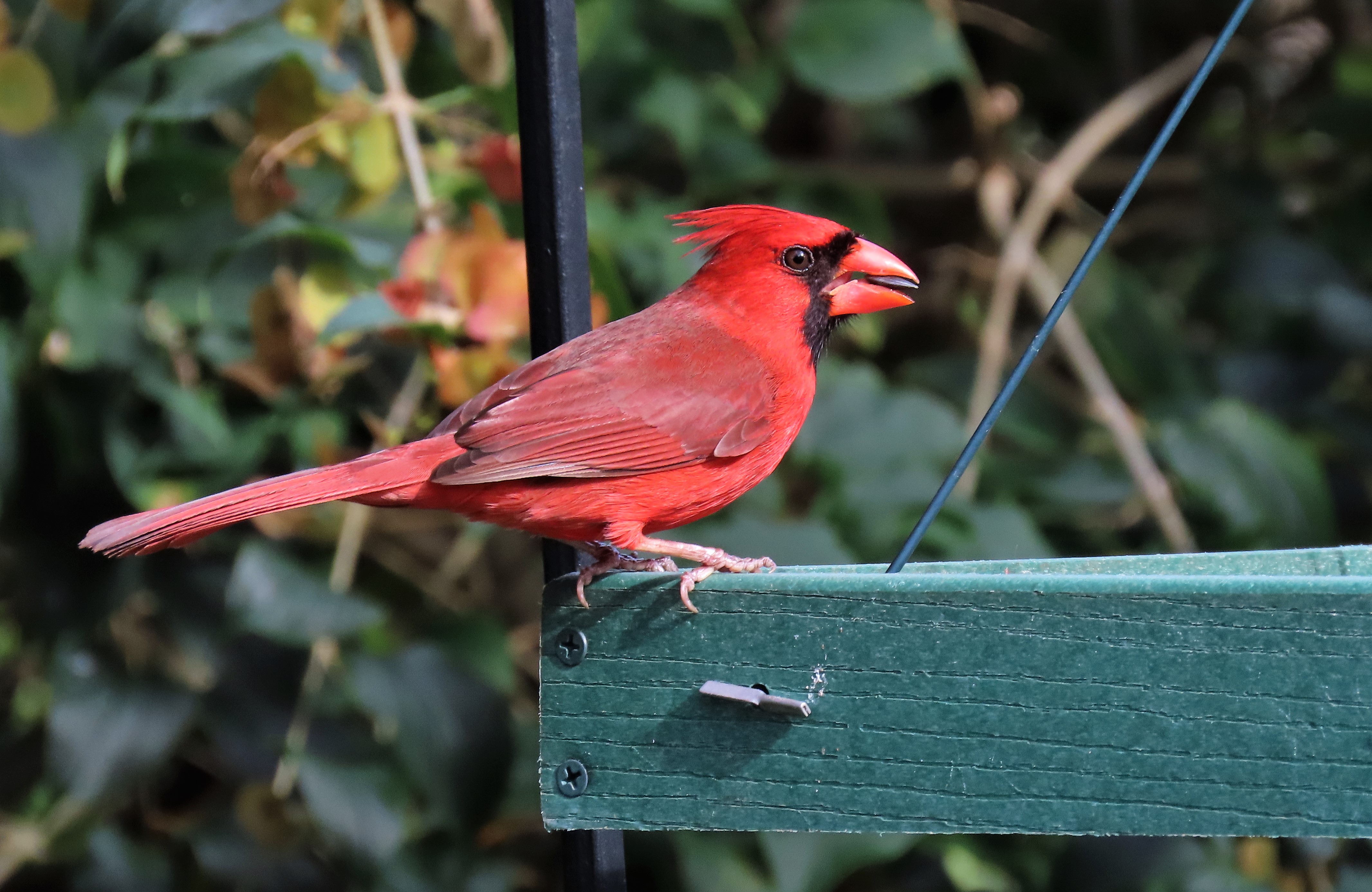 Unexplained songbird deaths  reported in Midwest and Eastern U.S.
